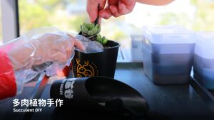 多肉植物體驗
