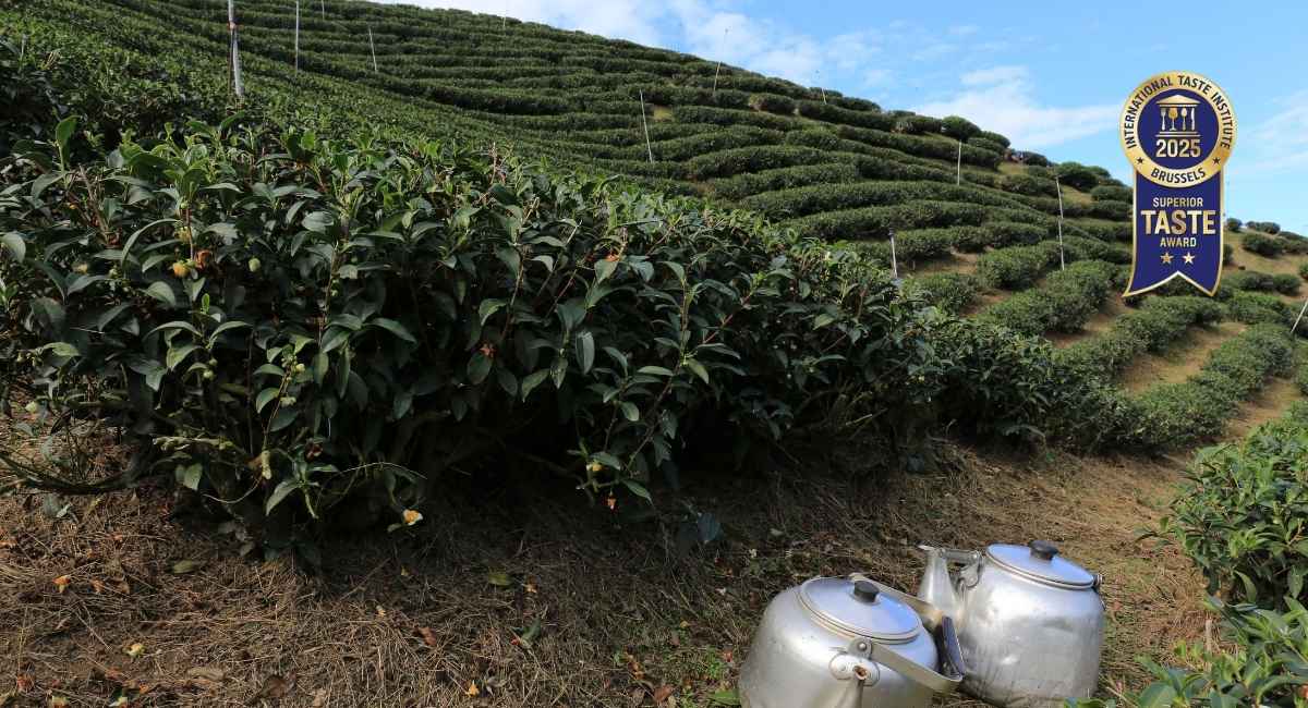 茶園照片